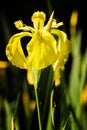 Yellow Iris Flower Royalty Free Stock Photo