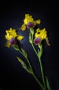 Yellow iris flower on black background Royalty Free Stock Photo