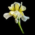 Iris flower on black background