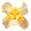 Yellow iris flower with bud isolated on white background. Easter. Summer. Spring. Flat lay, top view Royalty Free Stock Photo