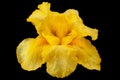 Yellow iris flower closeup on black Royalty Free Stock Photo