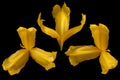 Yellow iris flower closeup on black Royalty Free Stock Photo