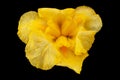 Yellow iris flower closeup on black Royalty Free Stock Photo