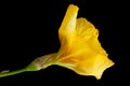 Yellow iris flower closeup on black Royalty Free Stock Photo