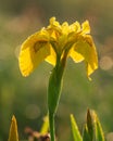 Yellow iris flower covered with dew drops in the morning on a me Royalty Free Stock Photo