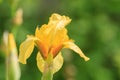 Yellow iris flower in dew drops Royalty Free Stock Photo