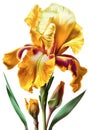 Yellow iris flower drawing isolated on white background. Watercolor, hand drawn style, ai generation Royalty Free Stock Photo