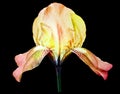 Yellow  iris flower.  Flower on the black  isolated background.  For design.  Closeup. Royalty Free Stock Photo