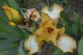 Yellow iris