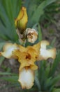 Yellow iris