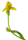 Yellow iris flower isolated