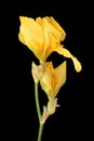 Yellow iris flower isolated on black background. Closeup Royalty Free Stock Photo