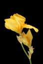 Yellow iris flower isolated on black background. Closeup Royalty Free Stock Photo