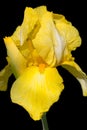 Yellow iris flower isolated on black Royalty Free Stock Photo