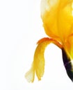 Yellow iris flower isolated on white background. Flat lay, close-up. Royalty Free Stock Photo