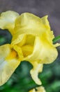 Yellow iris flower after the rain Royalty Free Stock Photo