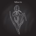Yellow iris flower, or water flag, or lever Iris pseudacorus . Medicinal plant