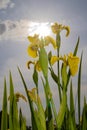 Yellow iris flowers against the sky with clouds and sun Royalty Free Stock Photo