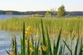 Yellow iris flowers are blooming by the lake