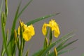 Yellow iris flowers Royalty Free Stock Photo