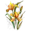 Yellow iris flowers bouquet. Watercolor background illustration set. Watercolour isolated bouquet element. Royalty Free Stock Photo
