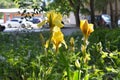 Yellow iris flowers in the city. Blooming plants in urban yard Royalty Free Stock Photo