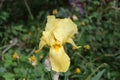 The yellow iris flowers on the flower bed Royalty Free Stock Photo