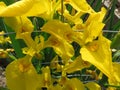 Yellow Iris Flowers in the Garden Royalty Free Stock Photo