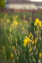 Yellow iris flowers growing in a spring garden at sunset Royalty Free Stock Photo