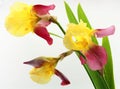 Yellow iris flowers isolated on white Royalty Free Stock Photo