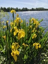 Yellow iris flowers with lake Royalty Free Stock Photo