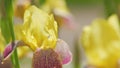 Yellow iris flowers in summer garden. Bearded rhizomatous irises. Slow motion.