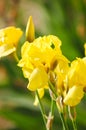 Yellow iris flowers. Vertical photograph Royalty Free Stock Photo