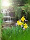 Yellow iris flowers on the water mill background Royalty Free Stock Photo