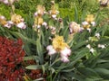 A Yellow Iris Garden In The Morning Royalty Free Stock Photo