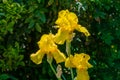 Yellow Iris germanica or Bearded Iris on green background in landscaped garden. Beautiful Yellow very large head of iris flower