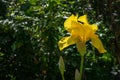 Yellow Iris germanica or Bearded Iris on green background in landscaped garden. Beautiful Yellow very large head of iris flower