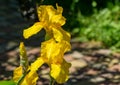 Yellow Iris germanica or Bearded Iris on stone background in landscaped garden. Beautiful Yellow very large head of iris flower Royalty Free Stock Photo