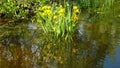 Yellow irises.