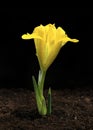 Yellow iris growing out of brown soil.