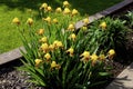 Bearded Yellow Iris Hybrid 846483