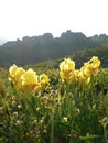 Yellow Iris Iridaceae flowers on a cliff background.