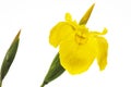 Yellow Iris (Iris pseudacorus), close-up