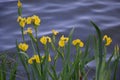 Yellow iris (Iris pseudacorus)