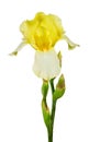 Yellow iris isolated on white background Royalty Free Stock Photo
