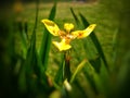 Yellow Iris Neomarica longifolia flower blooming at the garden