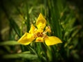 Yellow Iris Neomarica longifolia flower blooming at the garden