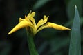 Yellow Iris, iris pseudacorus, bloom opening