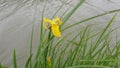 Yellow Iris pseudacorus flower