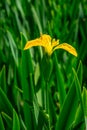 Yellow iris pseudacorus near water